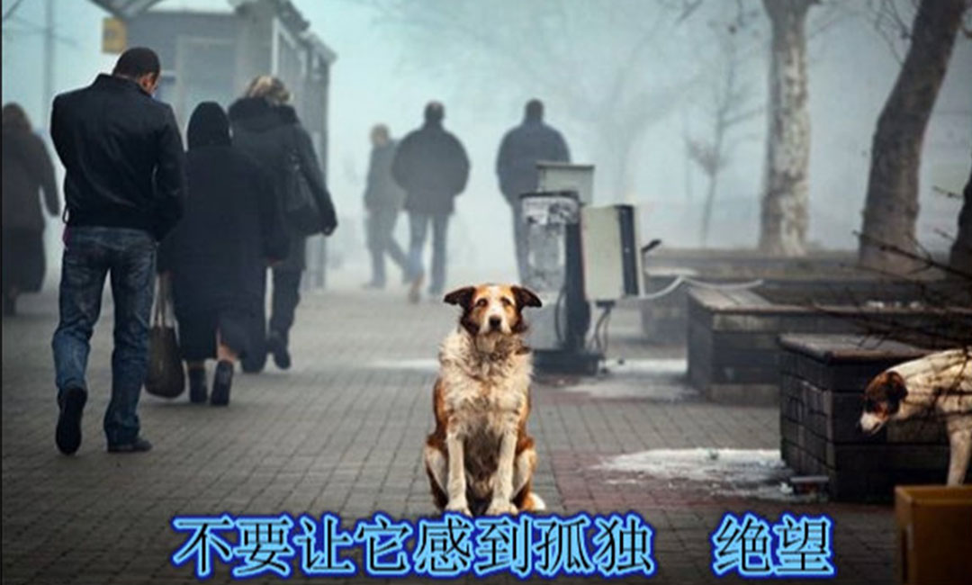 邯郸邯郸爱影圈微博微信转发案例